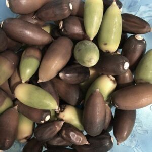 Acorn Fed Pigs Image